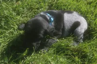 Roscoe, a male German Shorthaired Pointer for sale in Alta Vista, IA – 3 of 5
