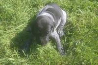 Rosie, a male German Shorthaired Pointer for sale in Alta Vista, IA – 2 of 9
