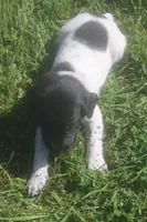 Red, a male German Shorthaired Pointer for sale in Alta Vista, IA – 2 of 7