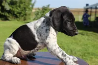 Ranger, a male German Shorthaired Pointer for sale in Alta Vista, IA – 5 of 9