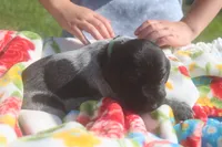 Rascal, a male German Shorthaired Pointer for sale in Alta Vista, IA – 4 of 9
