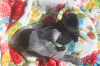 Rascal, a male German Shorthaired Pointer for sale in Alta Vista, IA – 3 of 9