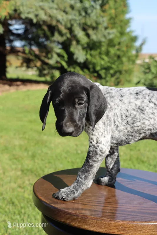 Ralph – German Shorthaired Pointer puppy for sale in Alta Vista, IA