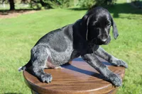 Rusty, a male German Shorthaired Pointer for sale in Alta Vista, IA – 4 of 6
