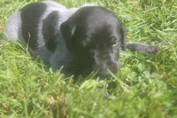 Rusty, a male German Shorthaired Pointer for sale in Alta Vista, IA – 3 of 6