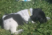 Ranger, a male German Shorthaired Pointer for sale in Alta Vista, IA – 4 of 6