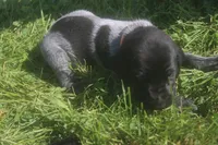 Rusty, a male German Shorthaired Pointer for sale in Alta Vista, IA – 2 of 6
