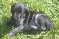 Ricky, a male German Shorthaired Pointer for sale in Alta Vista, IA – 4 of 6