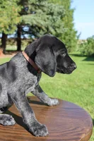 Rusty, a male German Shorthaired Pointer for sale in Alta Vista, IA – 3 of 6