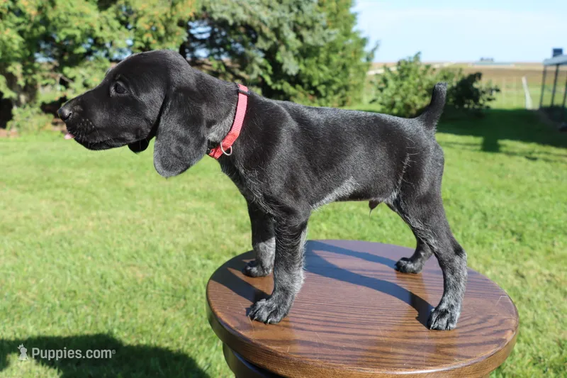 Ricky – German Shorthaired Pointer puppy for sale in Alta Vista, IA