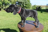Ricky, a male German Shorthaired Pointer for sale in Alta Vista, IA – 3 of 6