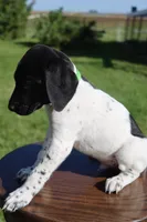 Red, a male German Shorthaired Pointer for sale in Alta Vista, IA – 4 of 7