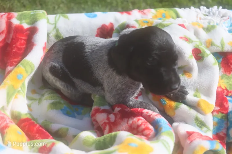 Rascal – German Shorthaired Pointer puppy for sale in Alta Vista, IA