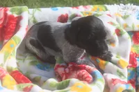 Rascal, a male German Shorthaired Pointer for sale in Alta Vista, IA – 1 of 9