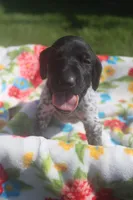 Ralph, a male German Shorthaired Pointer for sale in Alta Vista, IA – 6 of 7