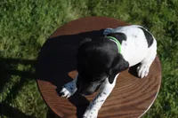 Red, a male German Shorthaired Pointer for sale in Alta Vista, IA – 5 of 7