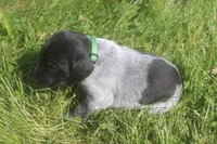 Rascal, a male German Shorthaired Pointer for sale in Alta Vista, IA – 7 of 9