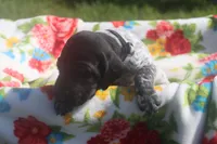 Ralph, a male German Shorthaired Pointer for sale in Alta Vista, IA – 3 of 7