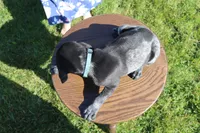 Roscoe, a male German Shorthaired Pointer for sale in Alta Vista, IA – 6 of 7