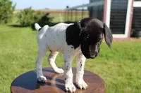 Red, a male German Shorthaired Pointer for sale in Alta Vista, IA – 2 of 7