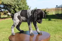 Rascal, a male German Shorthaired Pointer for sale in Alta Vista, IA – 4 of 6