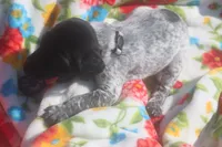 Ralph, a male German Shorthaired Pointer for sale in Alta Vista, IA – 2 of 7