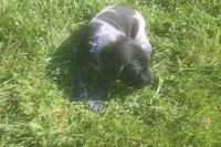 Rosie, a male German Shorthaired Pointer for sale in Alta Vista, IA – 4 of 9
