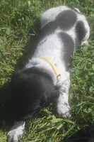 Ranger, a male German Shorthaired Pointer for sale in Alta Vista, IA – 3 of 6