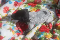 Ralph, a male German Shorthaired Pointer for sale in Alta Vista, IA – 5 of 7