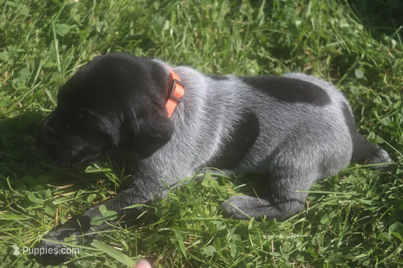Rusty – German Shorthaired Pointer puppy for sale in Alta Vista, IA