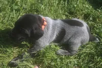 Rusty, a male German Shorthaired Pointer for sale in Alta Vista, IA – 1 of 6