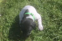 Red, a male German Shorthaired Pointer for sale in Alta Vista, IA – 3 of 7