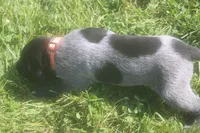 Rusty, a male German Shorthaired Pointer for sale in Alta Vista, IA – 4 of 6