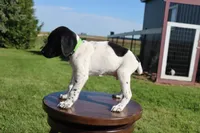 Red, a male German Shorthaired Pointer for sale in Alta Vista, IA – 6 of 7