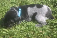 Roscoe, a male German Shorthaired Pointer for sale in Alta Vista, IA – 4 of 5