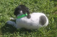 Red, a male German Shorthaired Pointer for sale in Alta Vista, IA – 4 of 7
