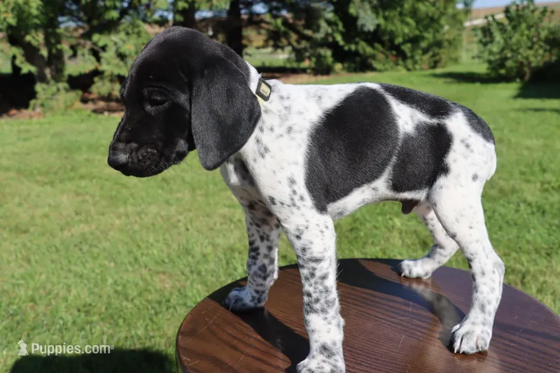 Ranger – German Shorthaired Pointer puppy for sale in Alta Vista, IA