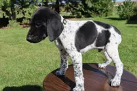 Ranger, a male German Shorthaired Pointer for sale in Alta Vista, IA – 2 of 9