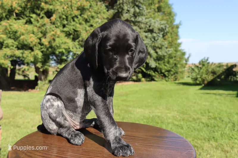 Roscoe – German Shorthaired Pointer puppy for sale in Alta Vista, IA