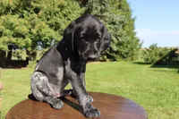 Roscoe, a male German Shorthaired Pointer for sale in Alta Vista, IA – 1 of 7