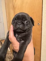 #2, a female Pug for sale in San Antonio, TX – 8 of 8