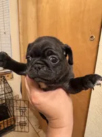 #3, a female Pug for sale in San Antonio, TX – 2 of 9