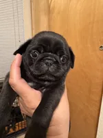 #3, a female Pug for sale in San Antonio, TX – 7 of 9