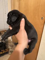 #2, a female Pug for sale in San Antonio, TX – 3 of 8