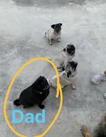 1, a female Pug for sale in San Antonio, TX – 6 of 8