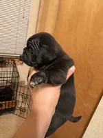 #3, a female Pug for sale in San Antonio, TX – 4 of 9