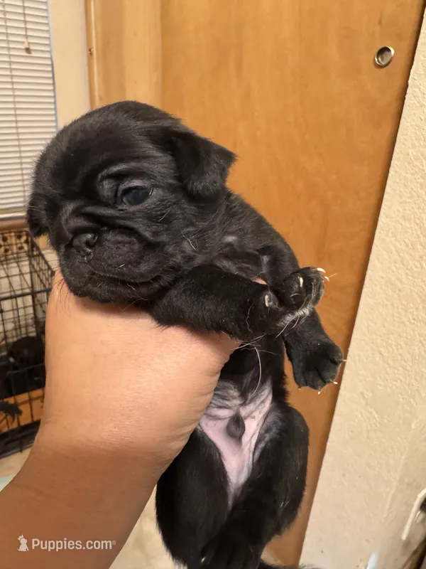 #4 – Pug puppy for sale in San Antonio, TX