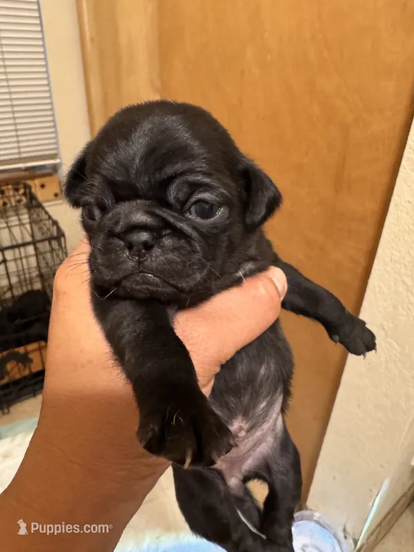 #2 – Pug puppy for sale in San Antonio, TX