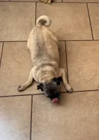 1, a female Pug for sale in San Antonio, TX – 2 of 8