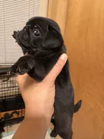 #2, a female Pug for sale in San Antonio, TX – 6 of 8